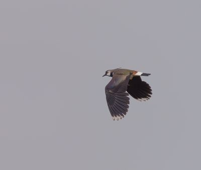 Northern Lapwing