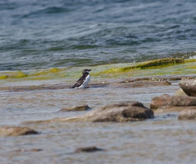 Razorbill