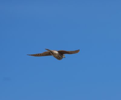 Common Kestrel