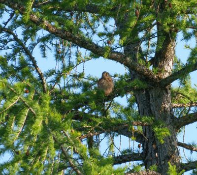 Common Kestrel
