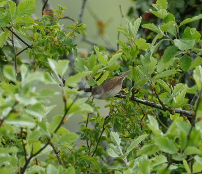 Common Whitethroat