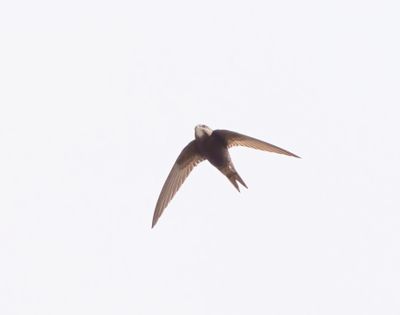 Common Swift