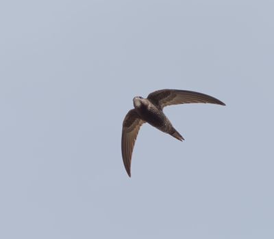 Common Swift