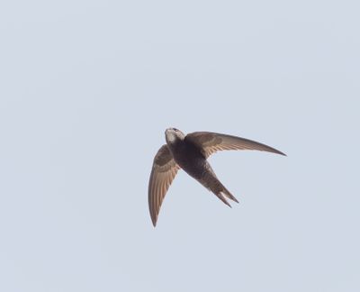 Common Swift