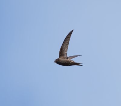 Common Swift