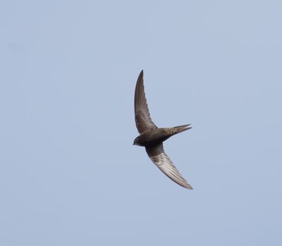 Common Swift