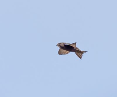 Common Swift