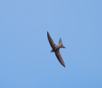 Common Swift