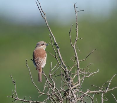 Red-backed Shrike