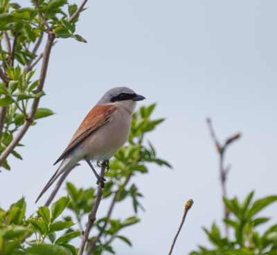 Red-backed Shrike
