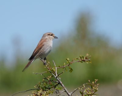 Red-backed Shrike