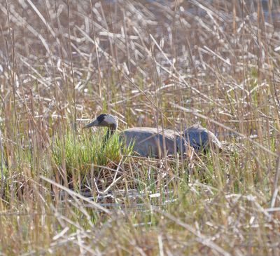 Common Crane