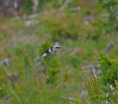 Great Grey Shrike
