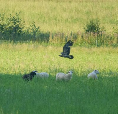 Lesser Spotted Eagle