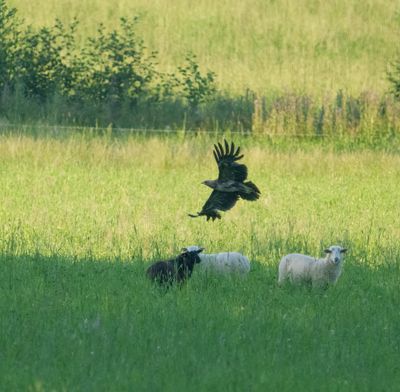 Lesser Spotted Eagle
