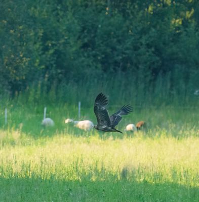 Lesser Spotted Eagle