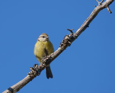 Eurasian Blue Tit