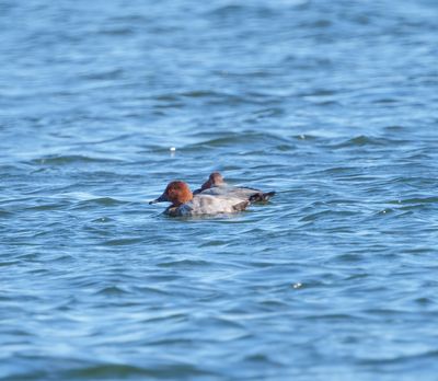 Common Pochard