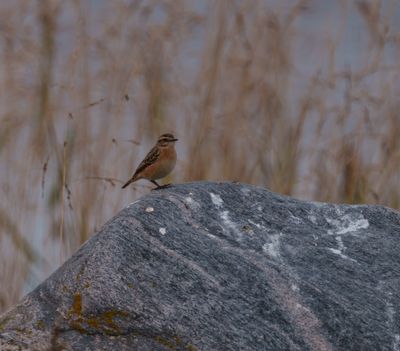 Whinchat