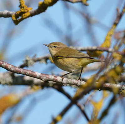 Common Chiffchaff