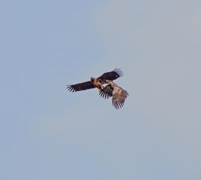 White-tailed Eagle