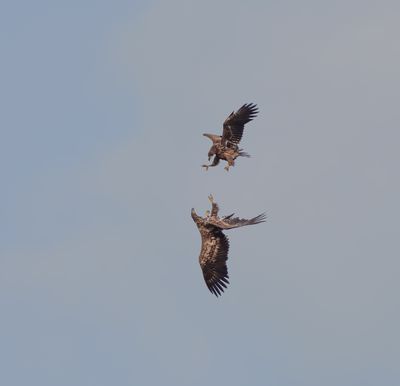 White-tailed Eagle