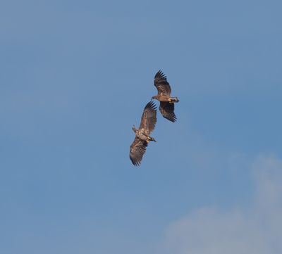 White-tailed Eagle