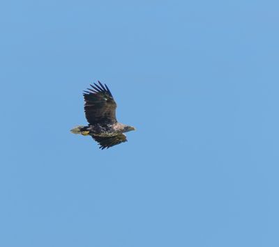 White-tailed Eagle