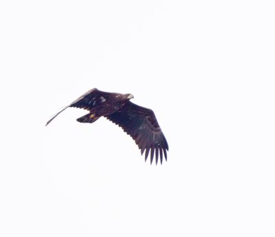 White-tailed Eagle