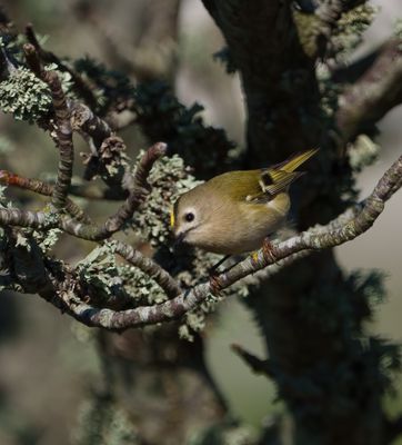 Goldcrest