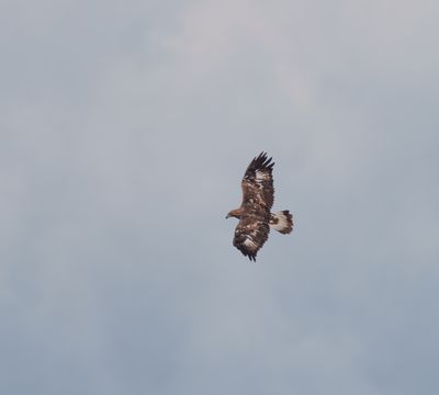 Golden Eagle