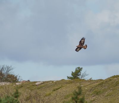 Golden Eagle