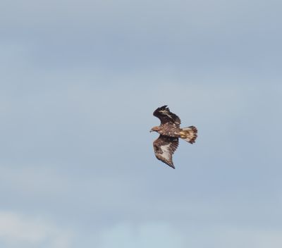 Golden Eagle
