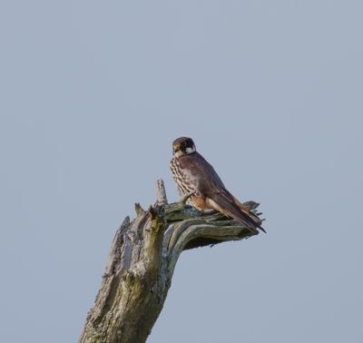 Eurasian Hobby