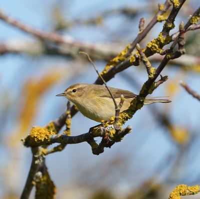 Willow Warbler
