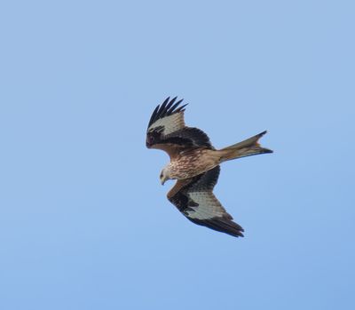 Red Kite