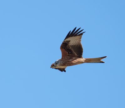 Red Kite