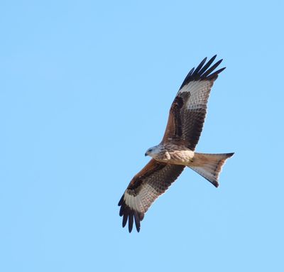 Red Kite