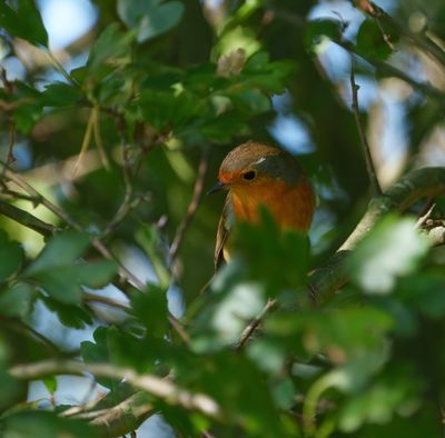 European Robin