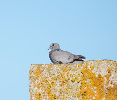 Stock Dove