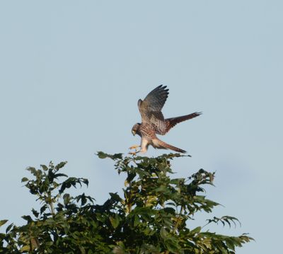Common Kestrel