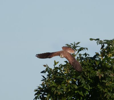 Common Kestrel