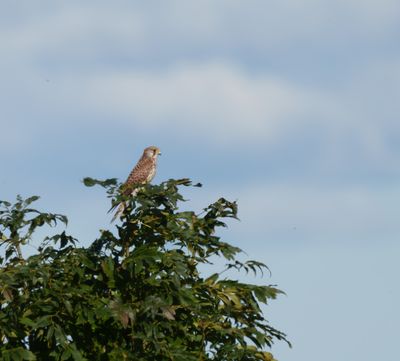 Common Kestrel