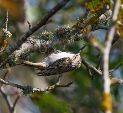 Eurasian Treecreeper