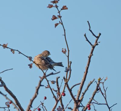 Twite