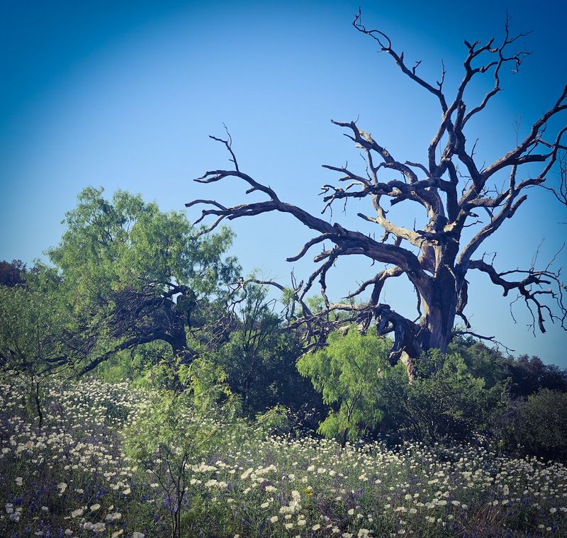 Dead Among the Wildflowers