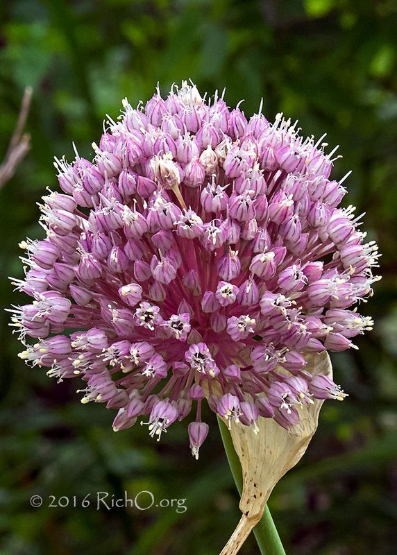 Allium Texas 220