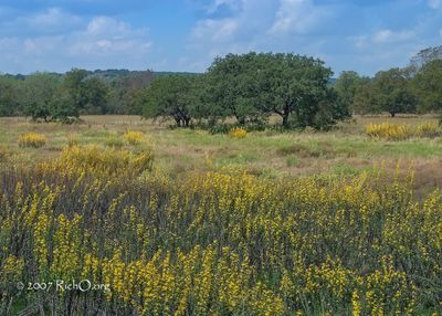 CRW_7700-Maximilian sunflower-RR-580-BendTexas.jpg