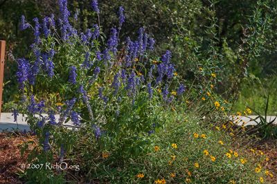 Mealy Blue Sage