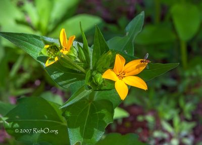 Texas Star And Fly